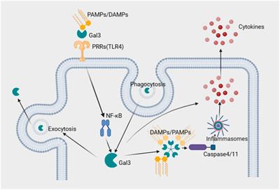 The potential roles of galectin-3 in AKI and CKD